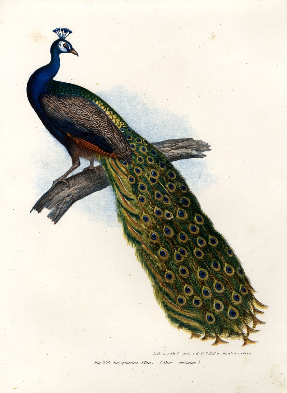 Paw niebieski indyjski, 1864 autorstwa German School