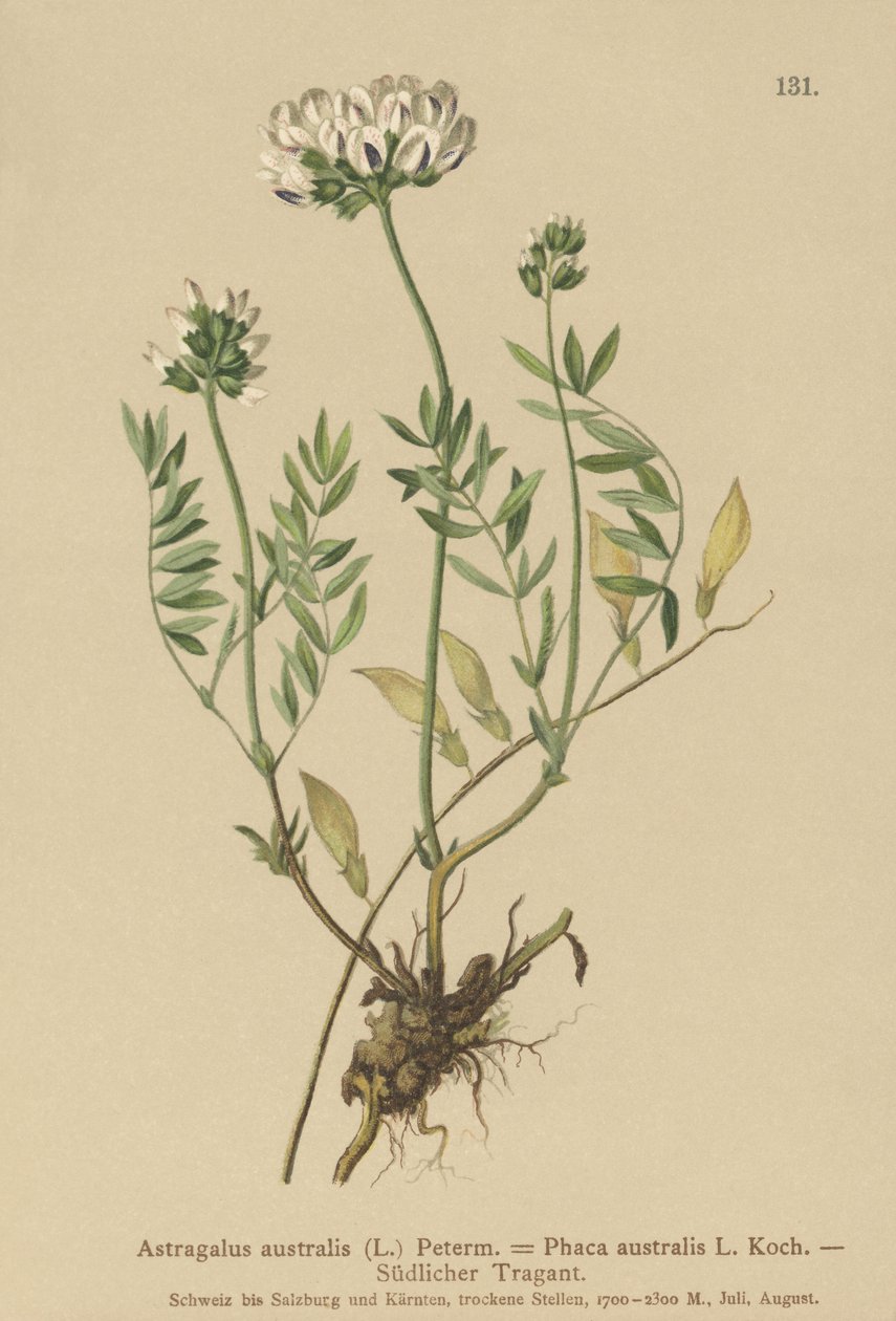 Mleczarka indyjska ( Astragalus australis , Astragalus aboriginum , Phaca australis ) autorstwa German School