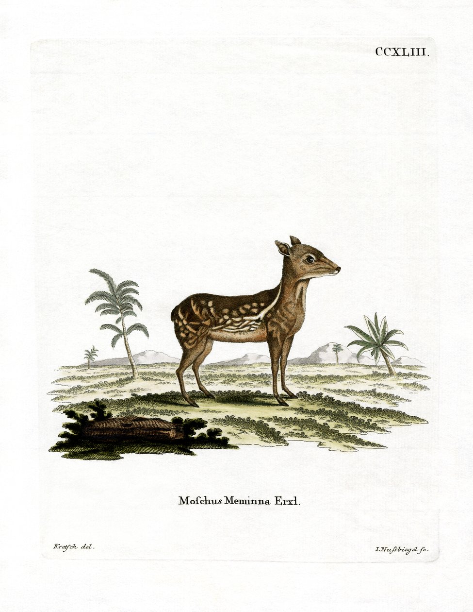 Indian Spotted Chevrotain (kolorowy grawerunek) autorstwa German School