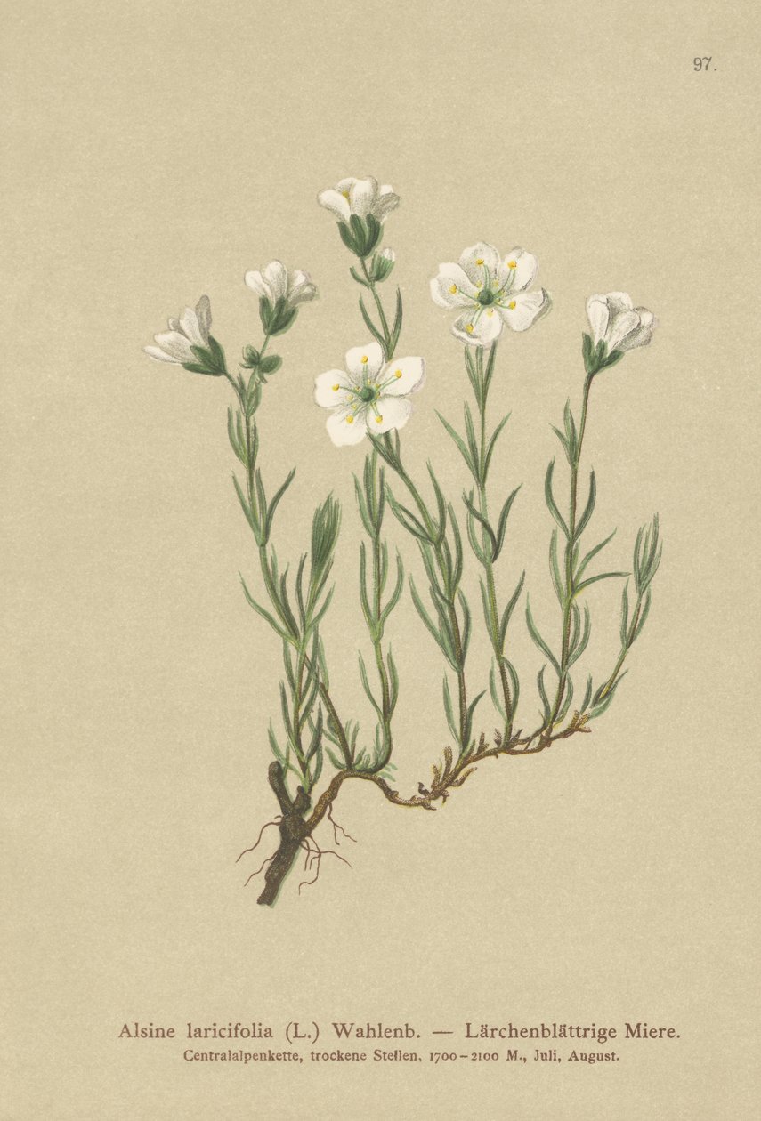 Sandwort alpejski wewnętrzny (Alsine laricifolia, Minuartia laricifolia, Arenaria laricifolia) autorstwa German School