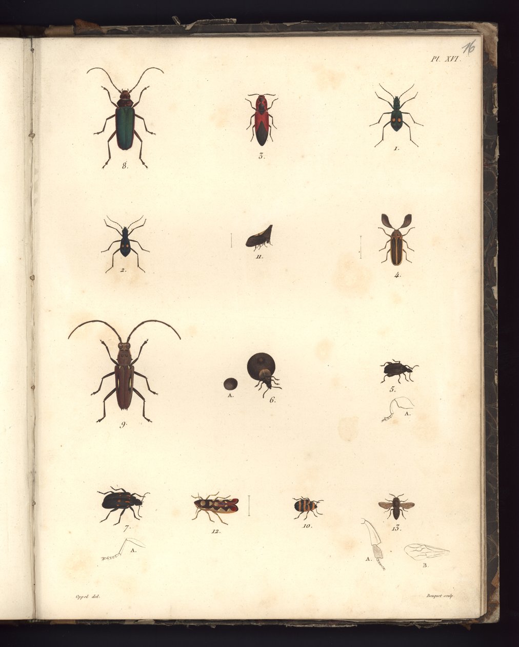 Insecta, pl. XVI, ilustracja z Kompendium obserwacji zoologii i anatomii porównawczej, wykonane na Oceanie Atlantyckim, we wnętrzu nowego kontynentu i na Morzu Południowym w latach 179. autorstwa German School