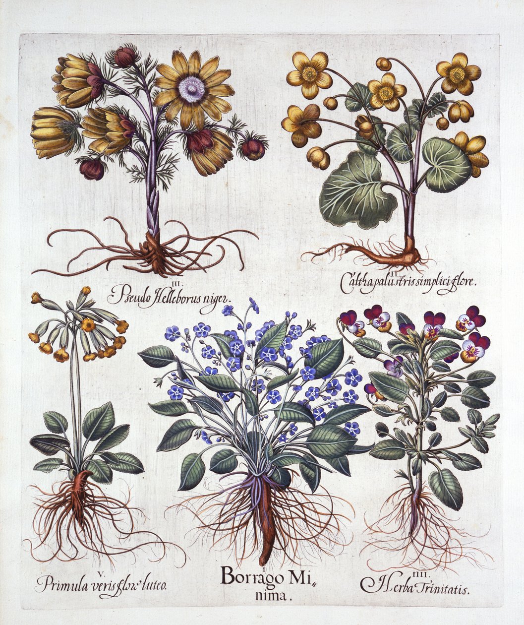 Ifeion Rolf Fiedler Spring Starflower, Marsh Marigold, Pseudo Helleborus, Viola Tricolor i Cowslip, z Hortus Eystettensis, Basil Besler (1561-1629), wyd. 1613 (grawerowanie ręcznie kolorowane) autorstwa German School