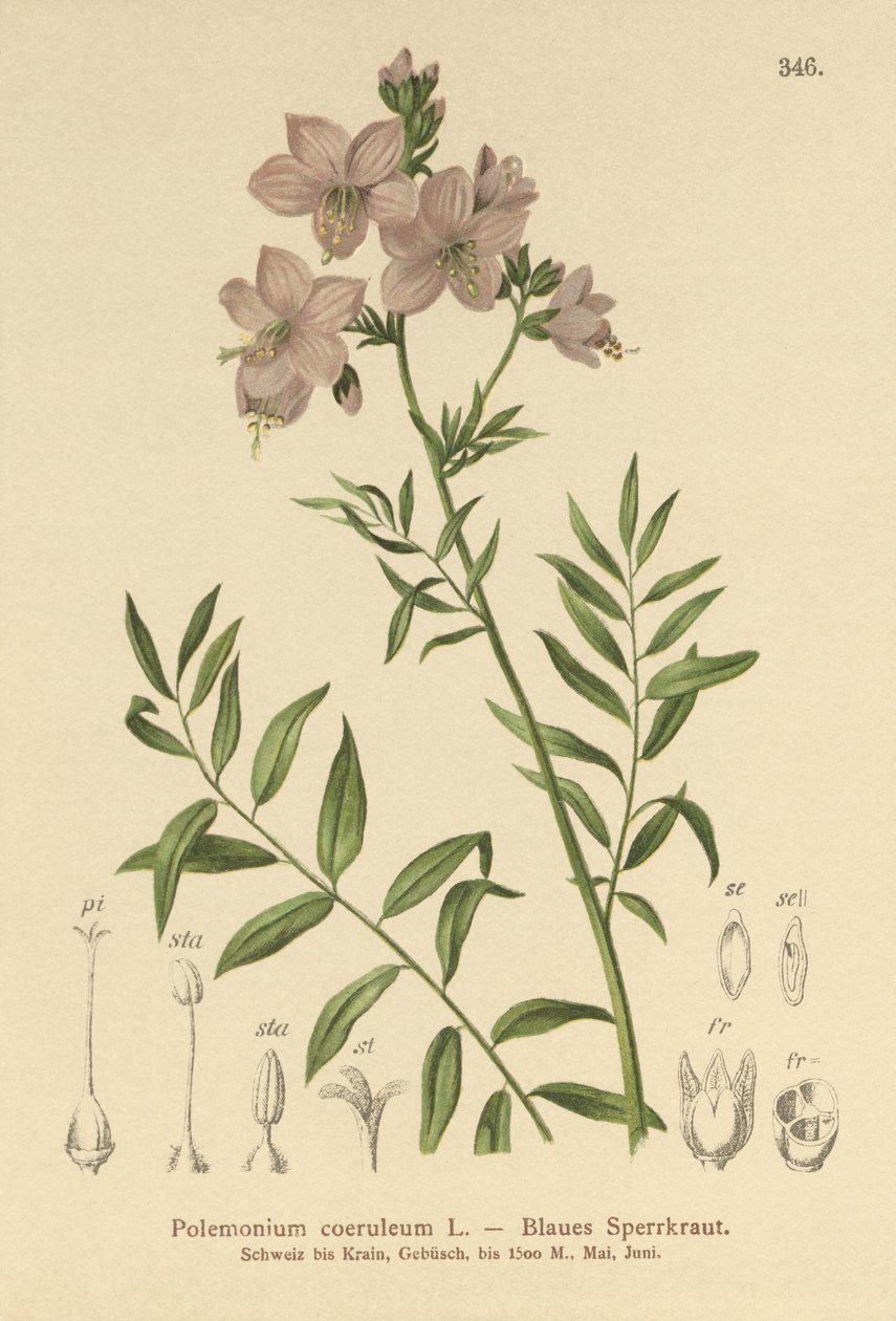 Drabina Jacobsa (Polemonium coeruleum, Polemonium blue) autorstwa German School