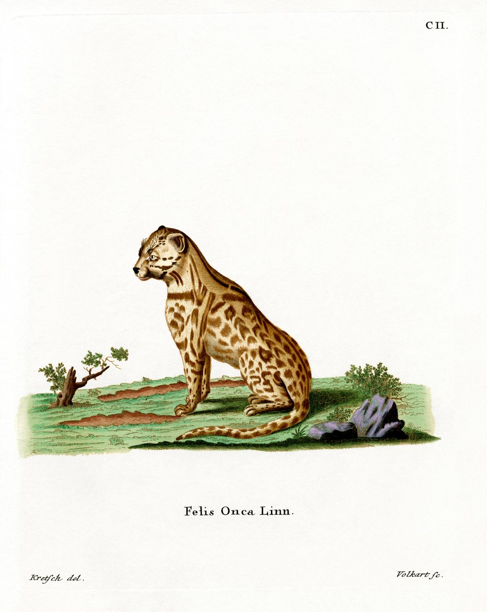 Jaguar (kolorowy grawerunek) autorstwa German School