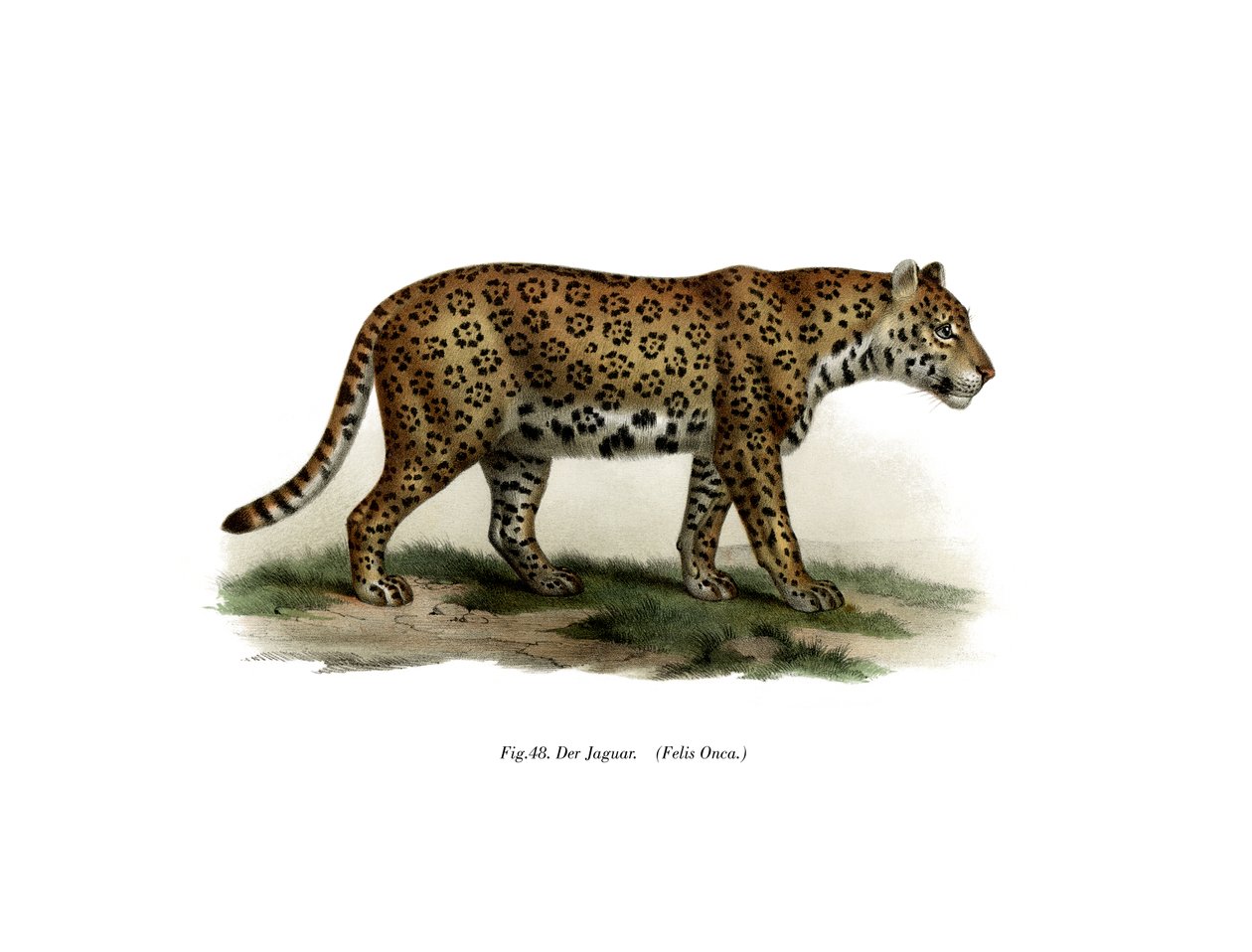Jaguar, 1860 autorstwa German School