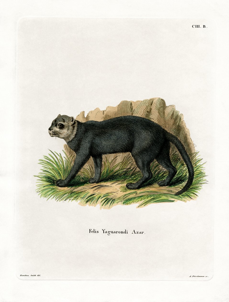 Jaguarundi (kolorowy grawerunek) autorstwa German School