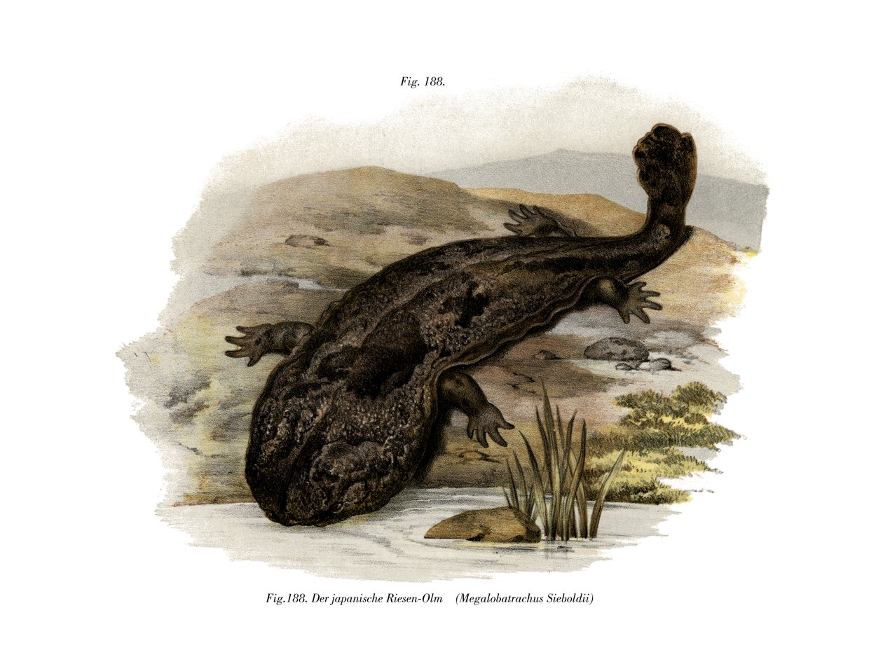 Salamandra japońska olbrzymia (kolor lito) autorstwa German School