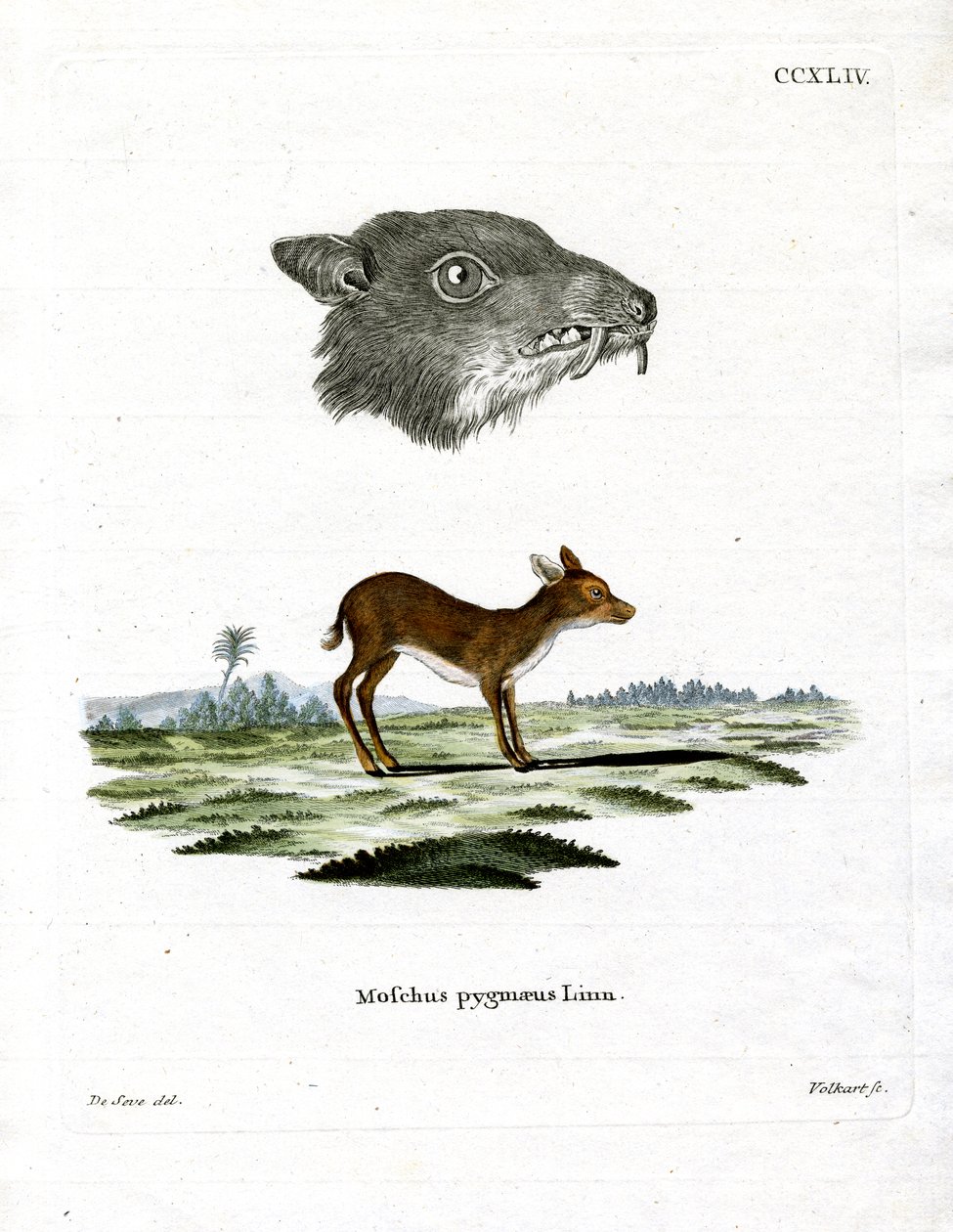 Java Mouse-Deer (kolorowy grawerunek) autorstwa German School