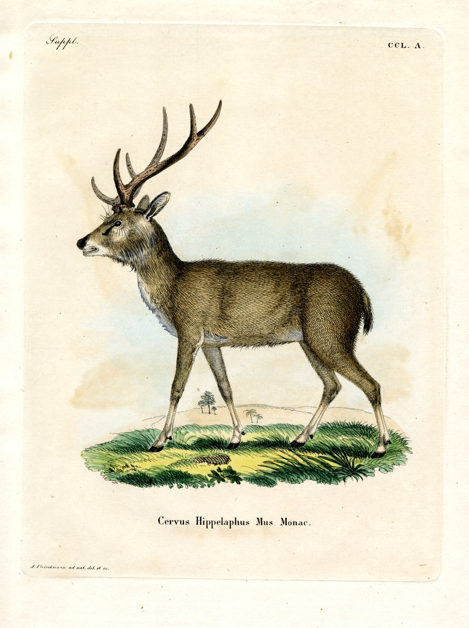 Javan Rusa (kolorowy grawerunek) autorstwa German School