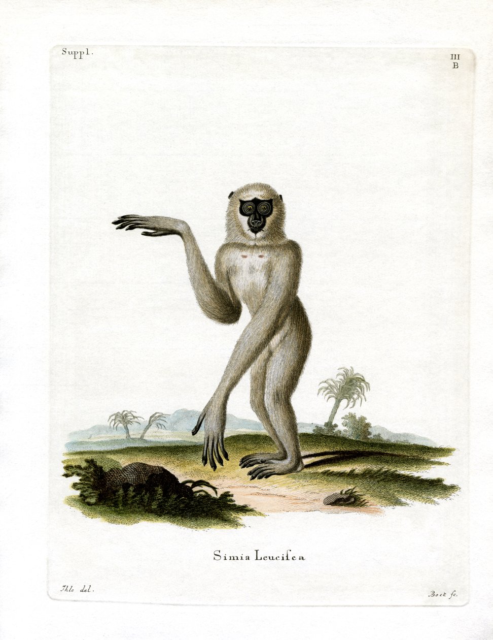 Javan Silvery Gibbon (kolorowy grawerunek) autorstwa German School