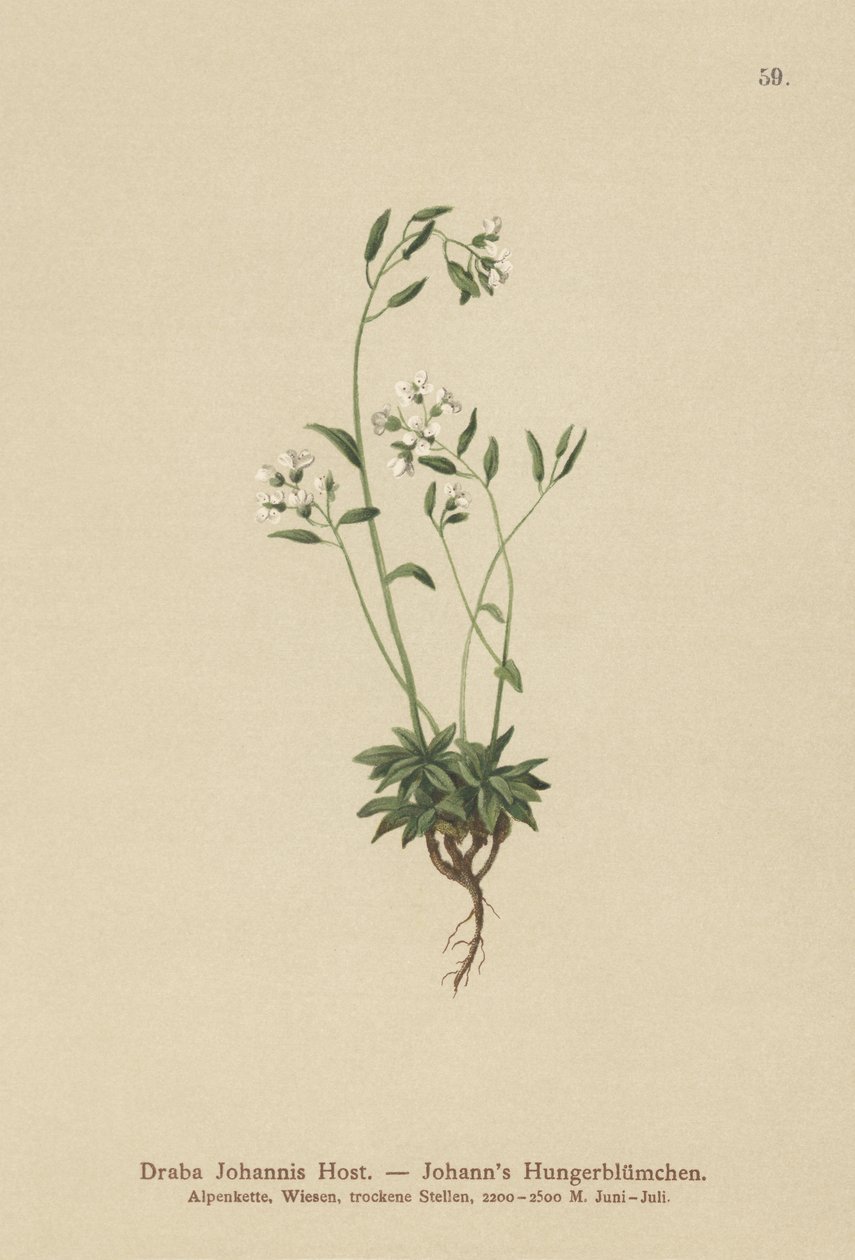 Johns Whitlow-trawa (Draba Johannis) autorstwa German School