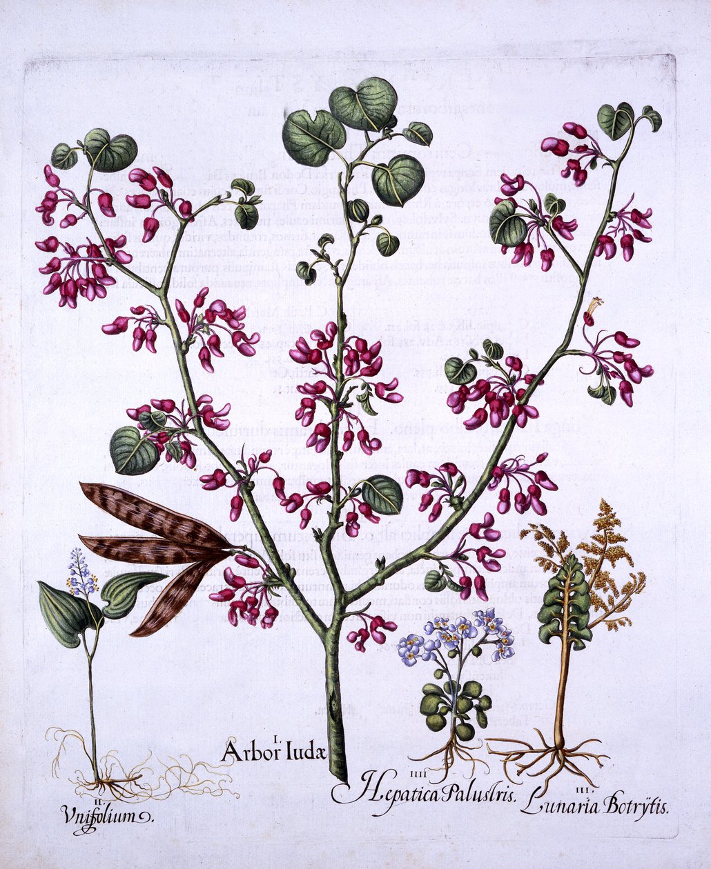 Judas Tree, May Lily, Moonwort, Liverwort, z Hortus Eystettensis, Basil Besler (1561-1629), wyd. 1613 (grawerowanie ręcznie kolorowane) autorstwa German School