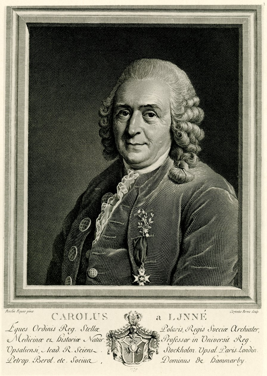 Karl von Linné autorstwa German School