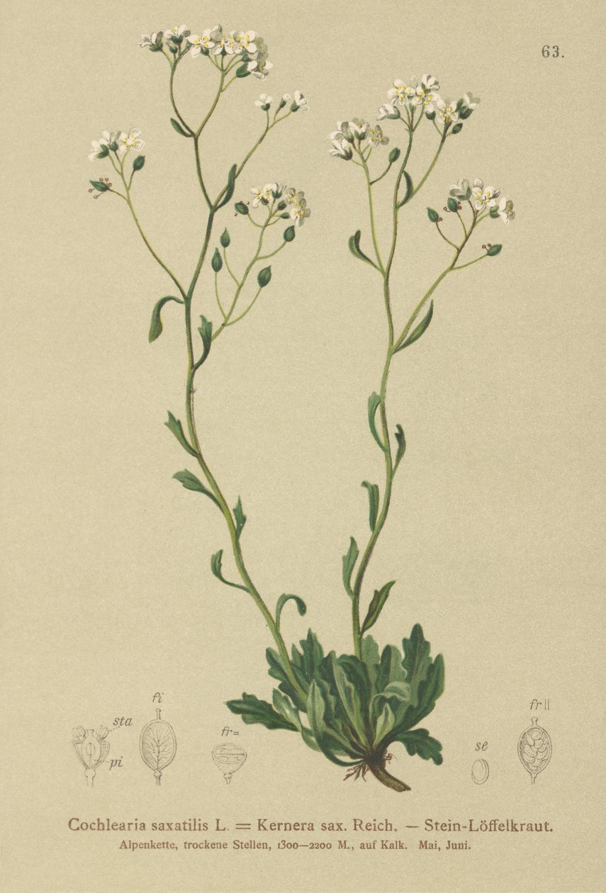 Kernera (Kernera saxatilis, Cochlearia saxatilis) autorstwa German School