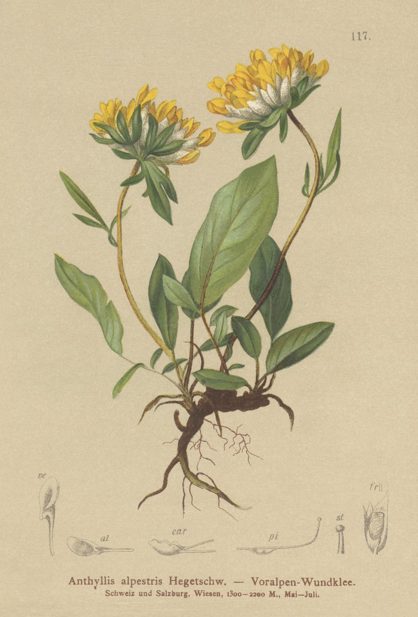 Wyka nerkowa (Anthyllis alpestris, Anthyllis vulneraria var. alpestris) autorstwa German School