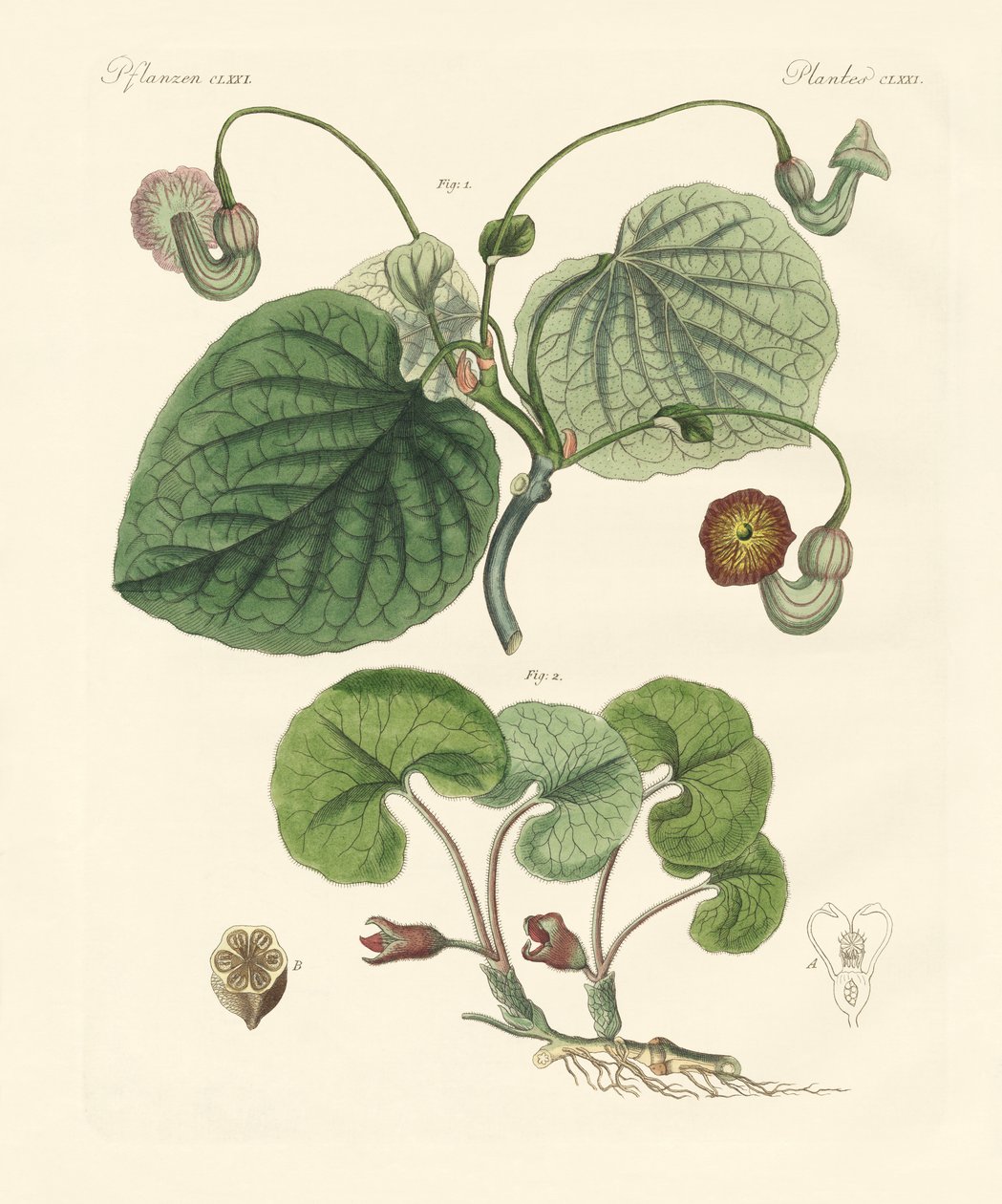 Rodzaje roślin Aristolochia (kolorowe grawerowanie) autorstwa German School