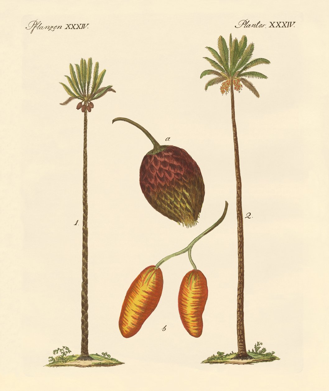Rodzaje palm autorstwa German School