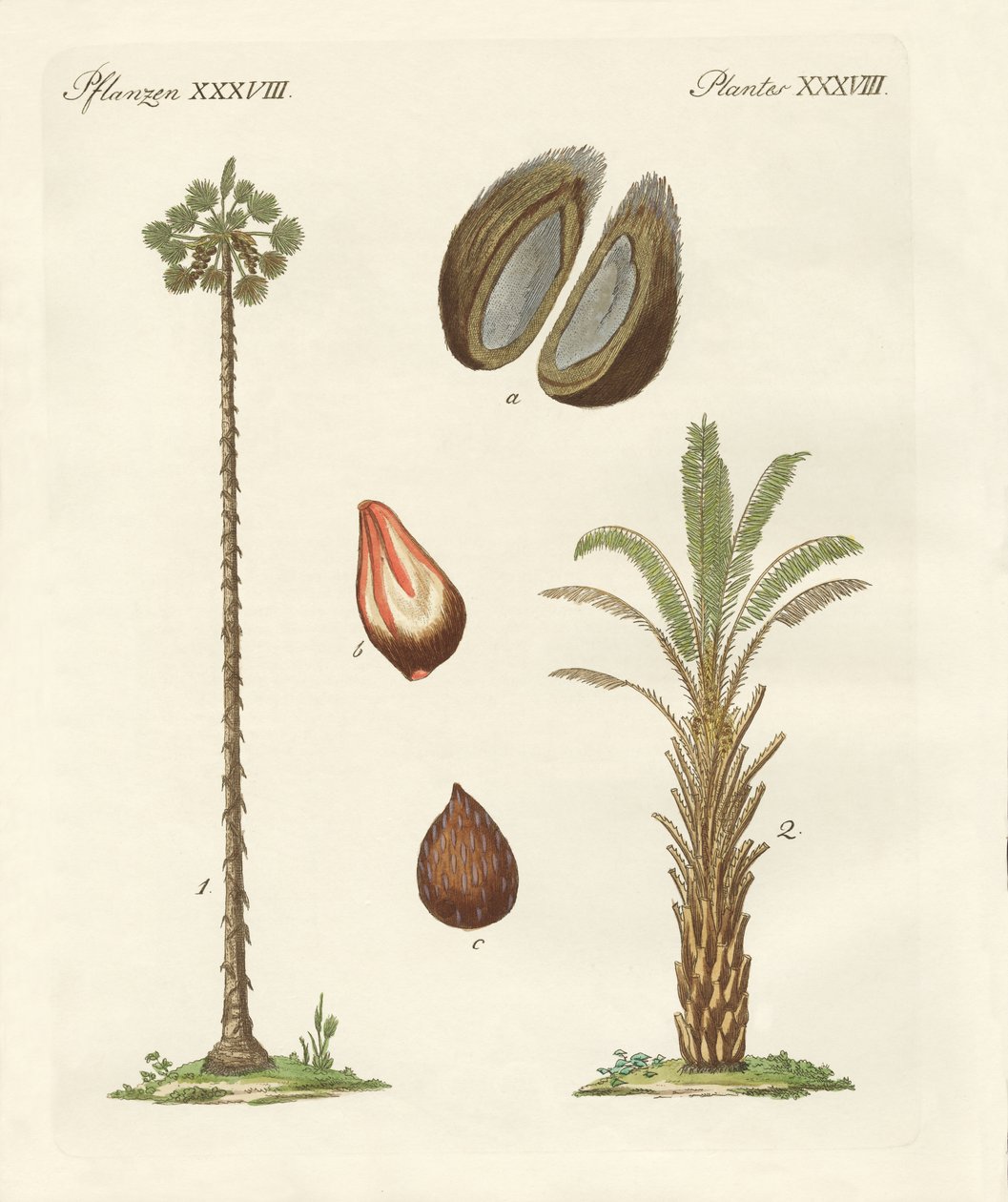 Rodzaje palm autorstwa German School