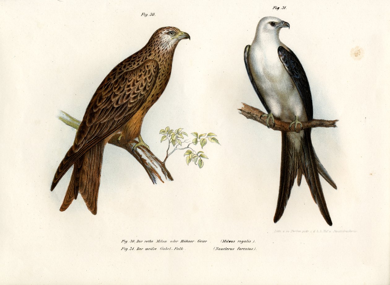 Latawiec, 1864 autorstwa German School