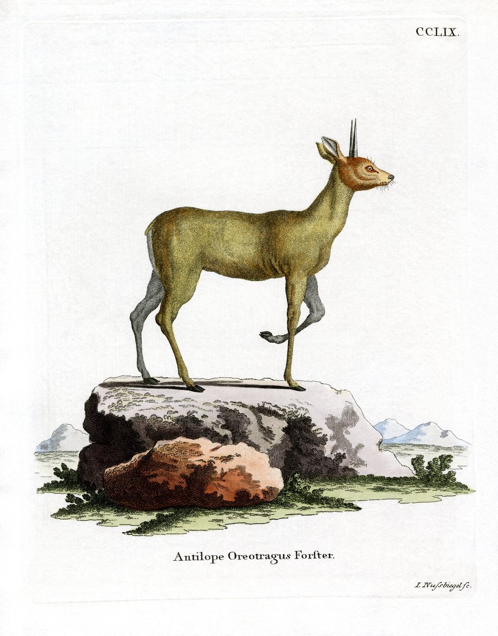 Klipspringer (kolorowy grawer) autorstwa German School