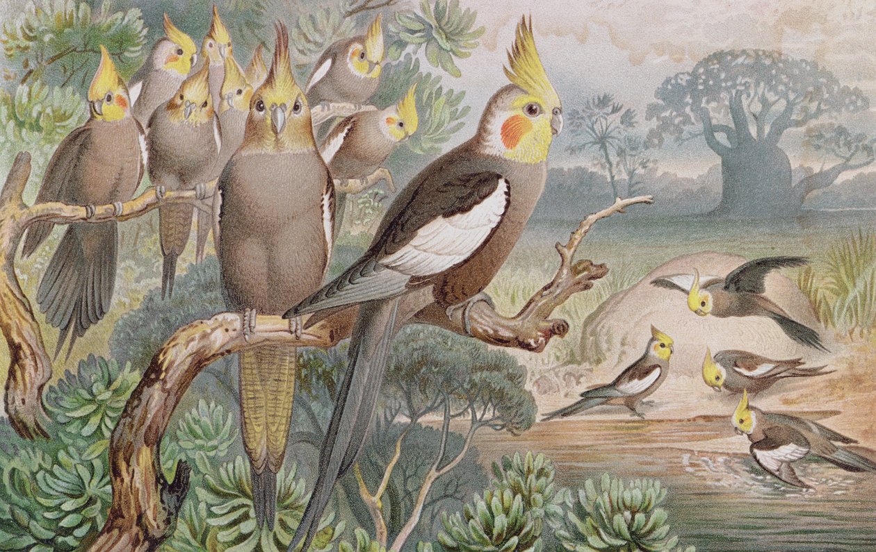 Kockatiel, tabliczka z Brehms Tierleben: Allgemeine Kunde des Tierreichs, t. 5, s. 60, wydana przez Bibliographisches Institut, 1892 autorstwa German School