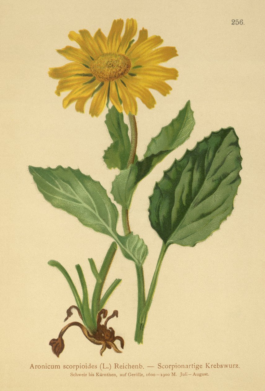 Zmora lampartów wielkokwiatowych (Aronicum scorpioides, Doronicum grandiflorum) autorstwa German School
