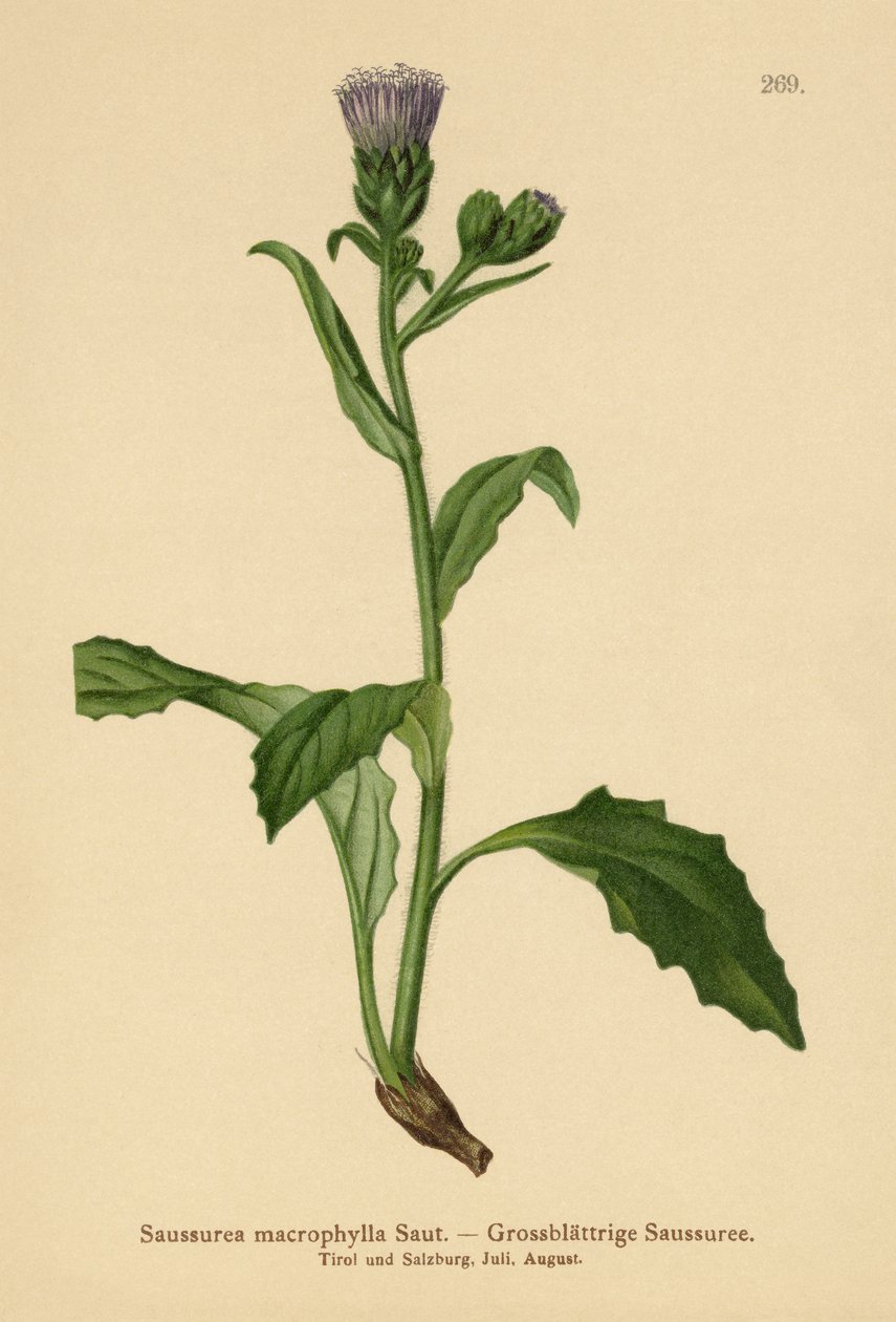 Tarła zwyczajna (Saussurea macrophylla, Saussurea alpina ssp. macrophylla) autorstwa German School