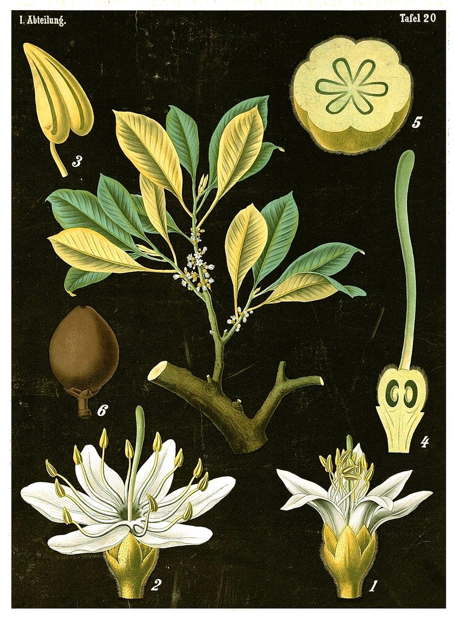 Lateks (Palaquium gutta) c.1890 (chromolitografia) autorstwa German School