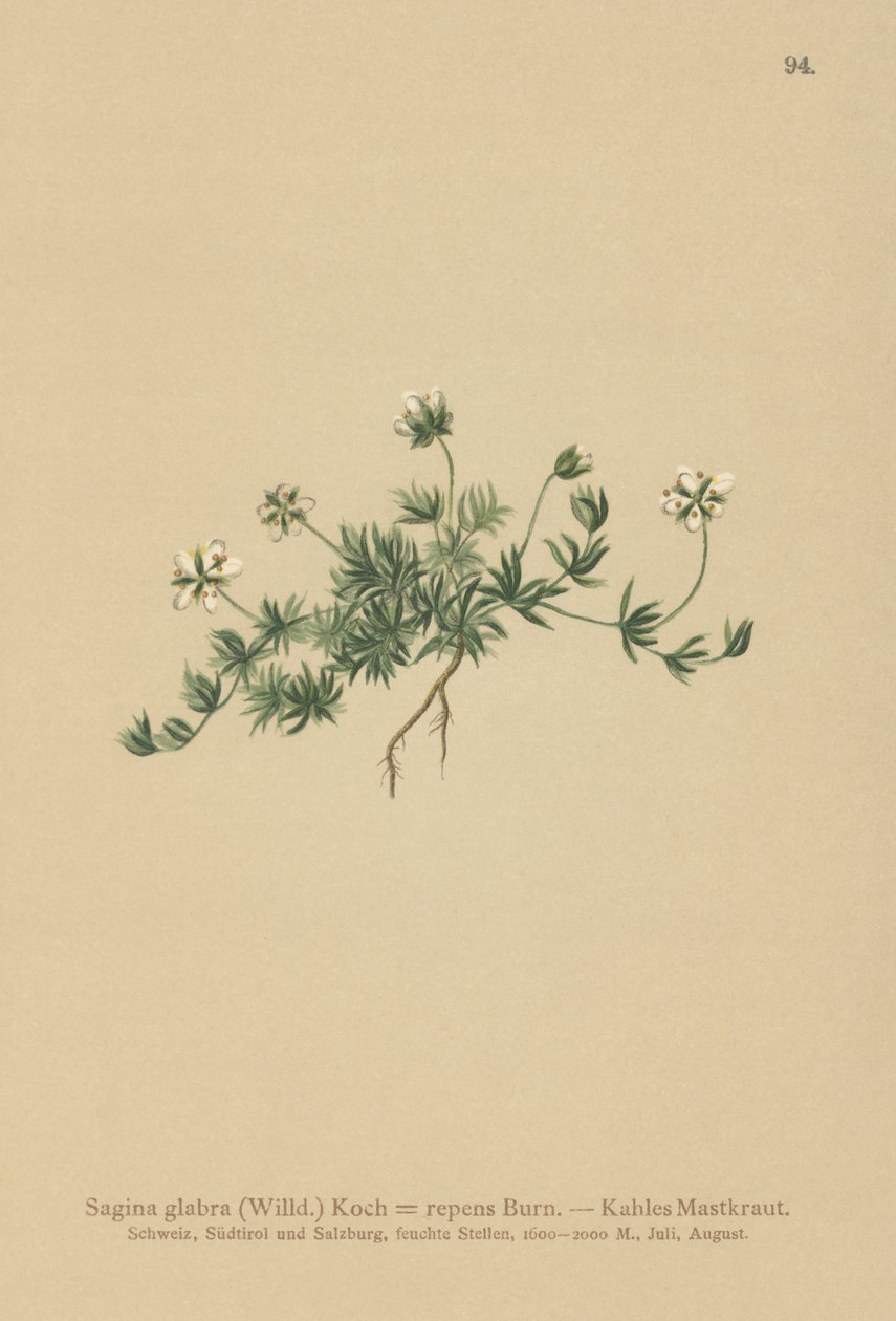 Perłówka trawnikowa (Sagina glabra, Sagina repens) autorstwa German School