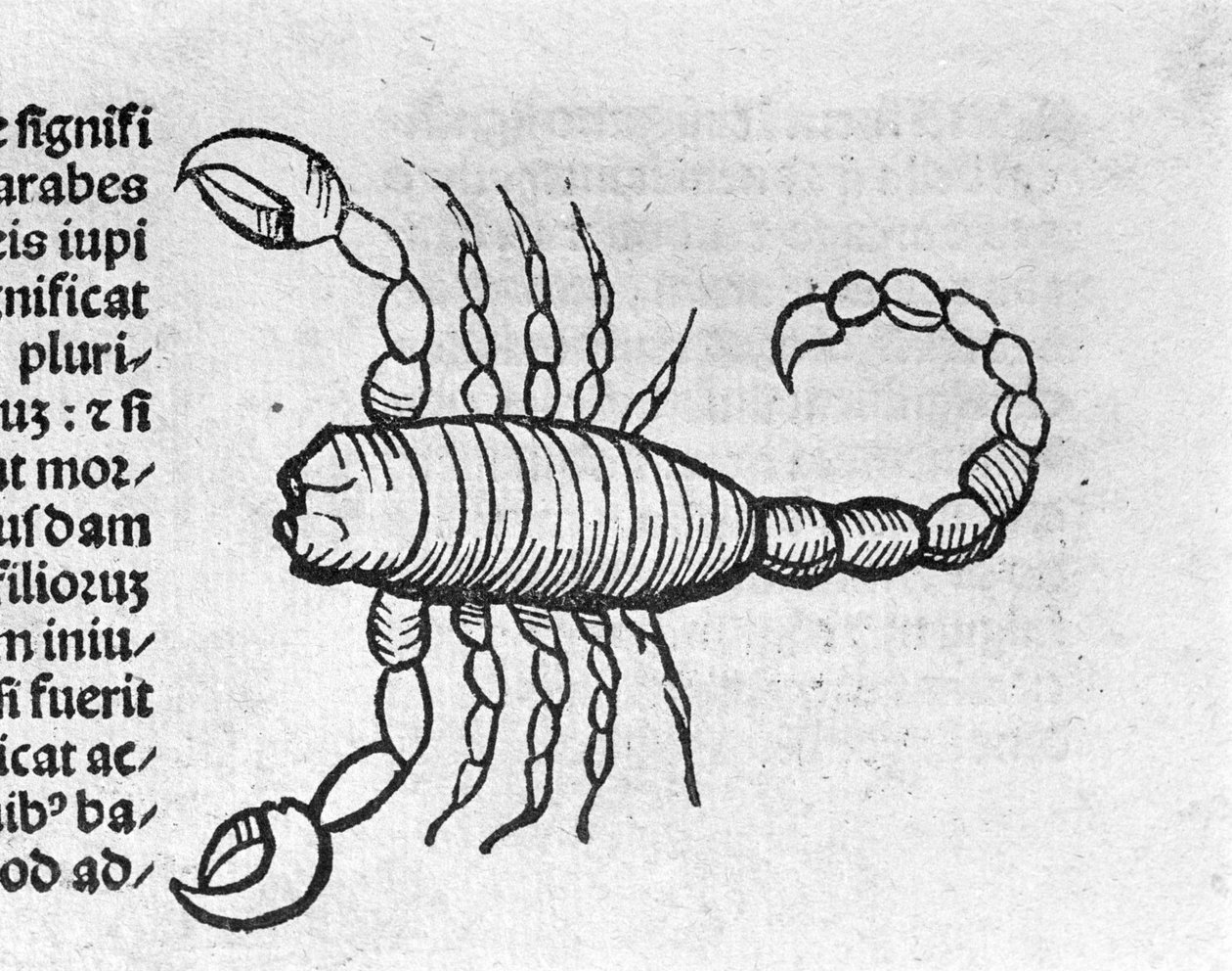 Le Scorpio - w Traktacie Johannesa Angelo O wielkich związkach lat i ich obrotach. Augsburg, Erhard Ratdolt autorstwa German School