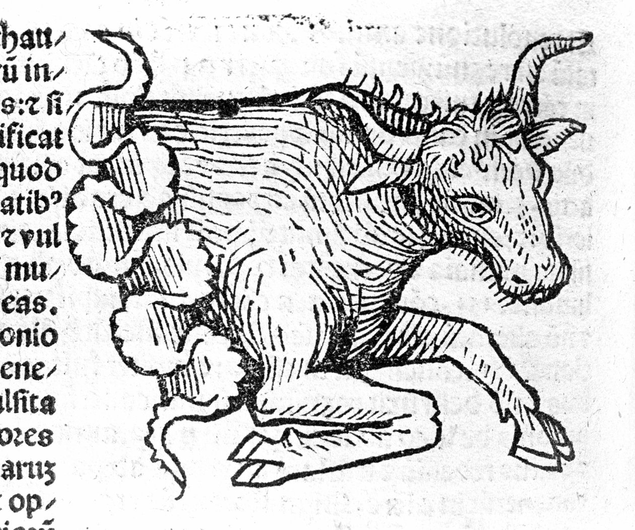 Le Taurus - w Traktacie Johna Angelo O wielkich związkach lat i ich obrotach. Augsburg, Erhard Ratdolt autorstwa German School