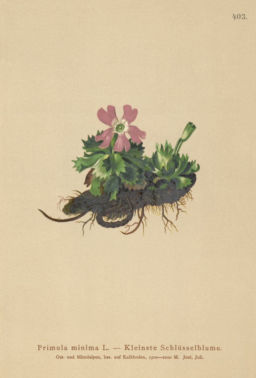 Least Primrose (Primula minima, Auriculastrum primula, Primula veris) autorstwa German School