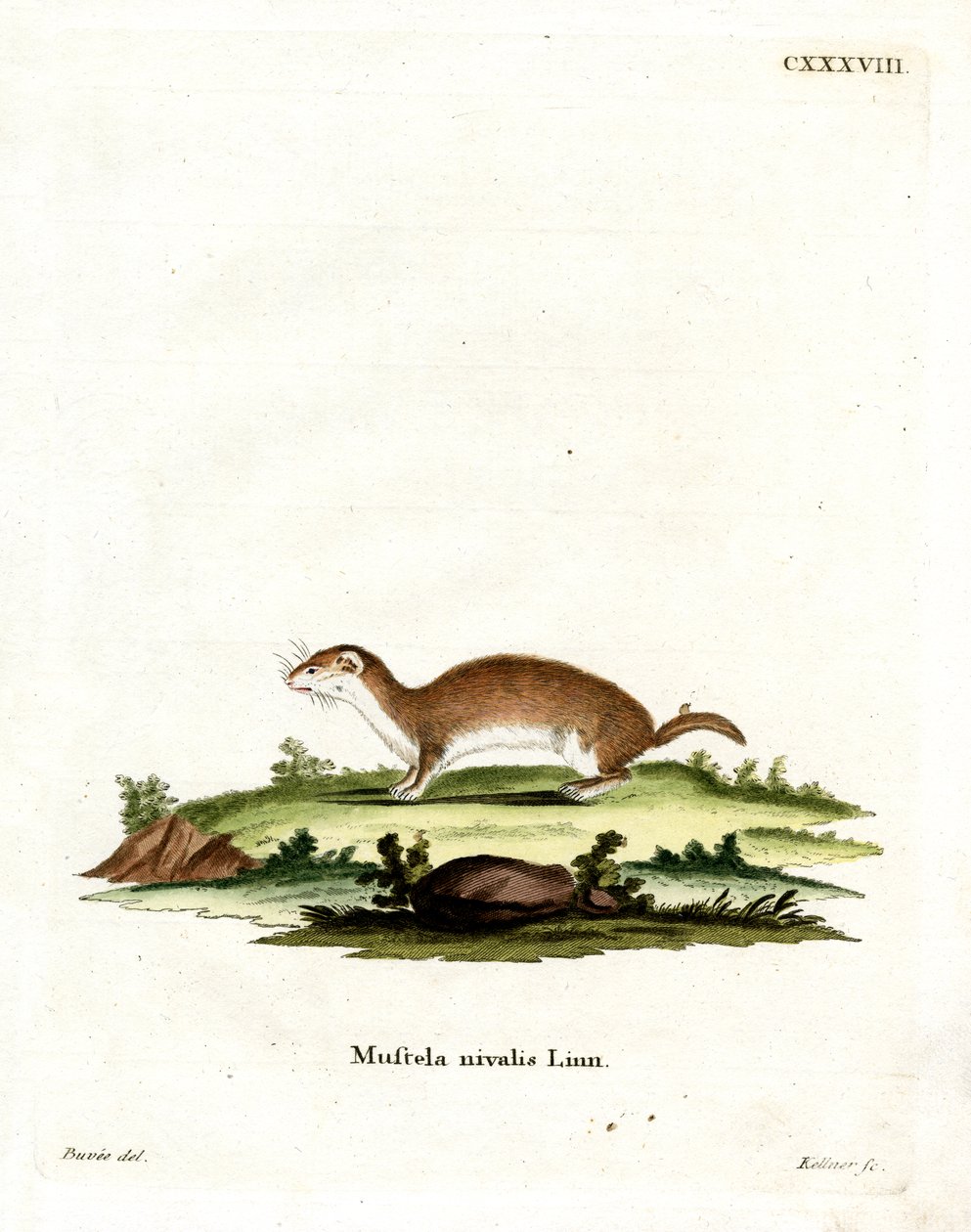Least Weasel (kolorowy grawerunek) autorstwa German School