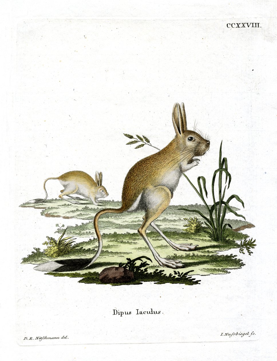 Jerboa małoegipski (kolorowy grawerunek) autorstwa German School