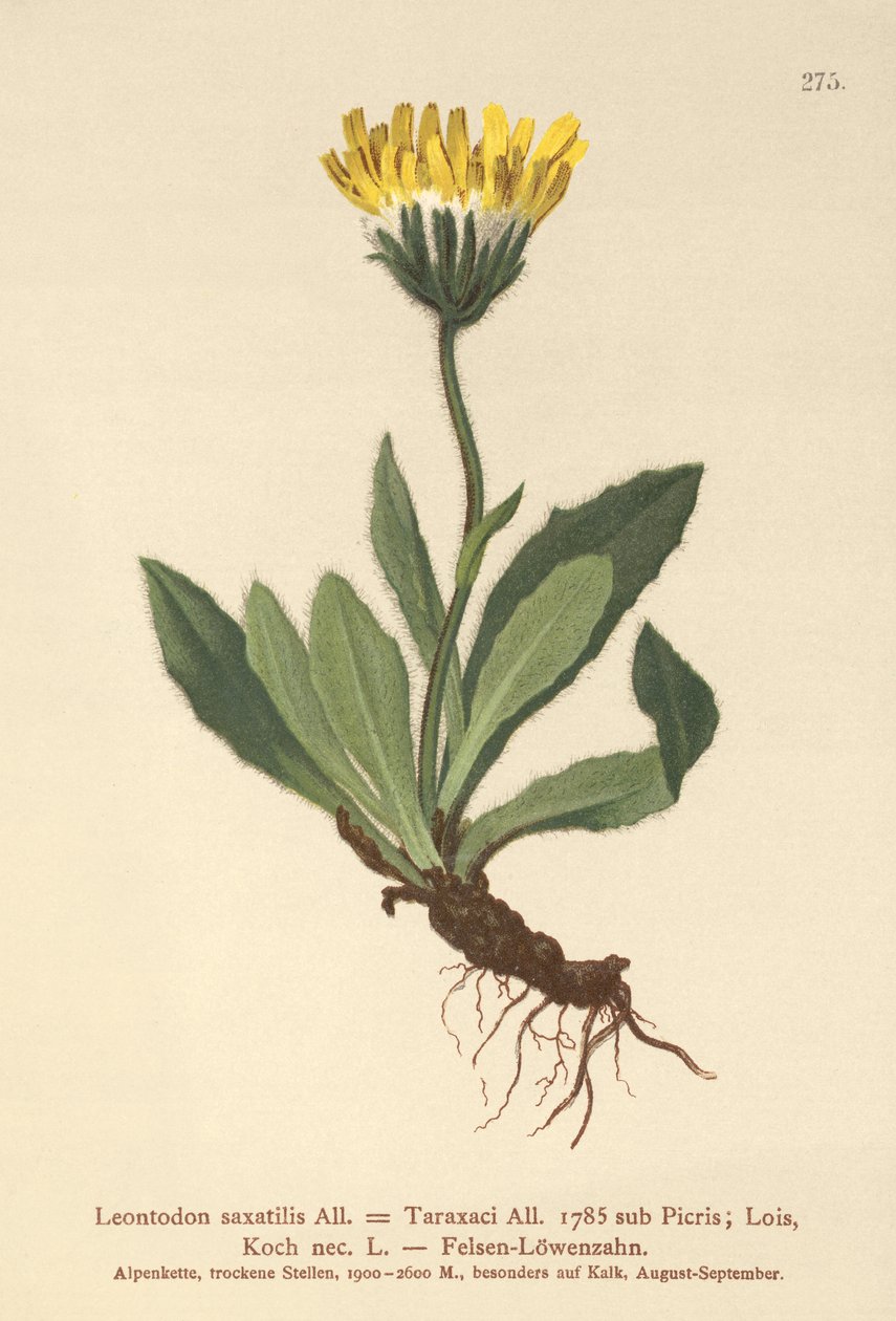 Jastrzębiowiec mały (Leontodon saxatilis, Leontodon Taraxaci) autorstwa German School