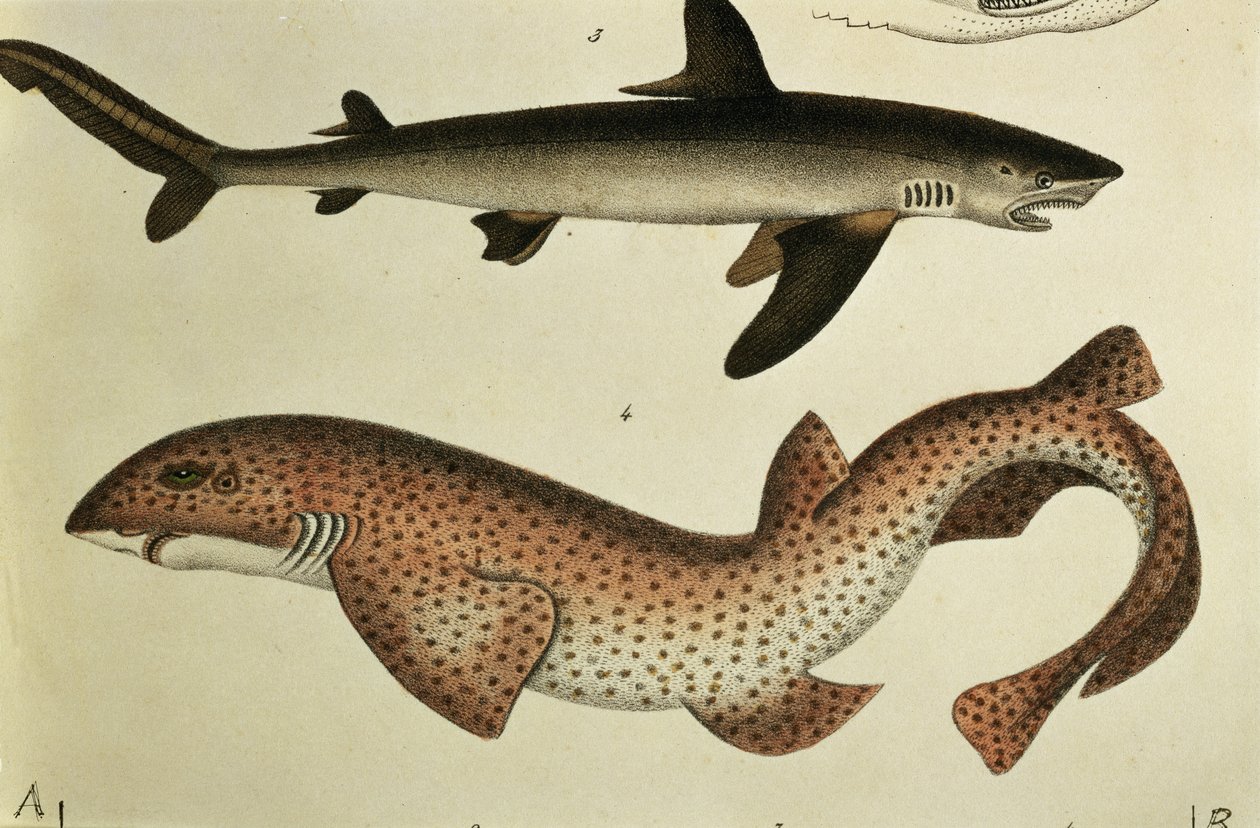 Rekin plamisty, pl. 93 z „Historii naturalnej i ilustracji ryb” autorstwa H.R. Schinza, 1836 autorstwa German School