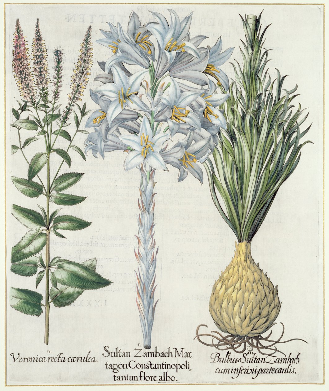 Lilia: 1.Sultan Zambach Martagon Konstantynopola biały kwiat 2.Veronica recta carnlea 3.Bulbus Sultan Zambach cuminfeunipartecaulis, od Hortus Eystettensis przez Basila Beslera (1561-1629), wyd. 1613 autorstwa German School