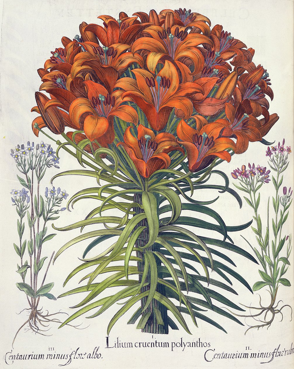 Lilia i Buk: 1. Krwawy poliantos liliowy; 2. Centaurium minus czerwony kwiat; 3.Centaurium minus flore albo, z Hortus Eystettensis by Basil Besler (1561-1629), wyd. 1613 autorstwa German School