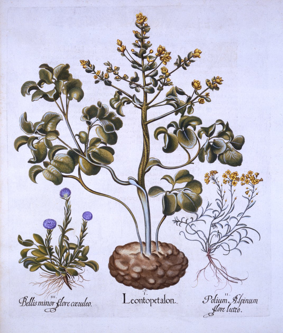 Liść Lwa i Kwiaty Alpejskie, z Hortus Eystettensis, Basil Besler (1561-1629), wyd. 1613 (grawerowanie ręcznie kolorowane) autorstwa German School