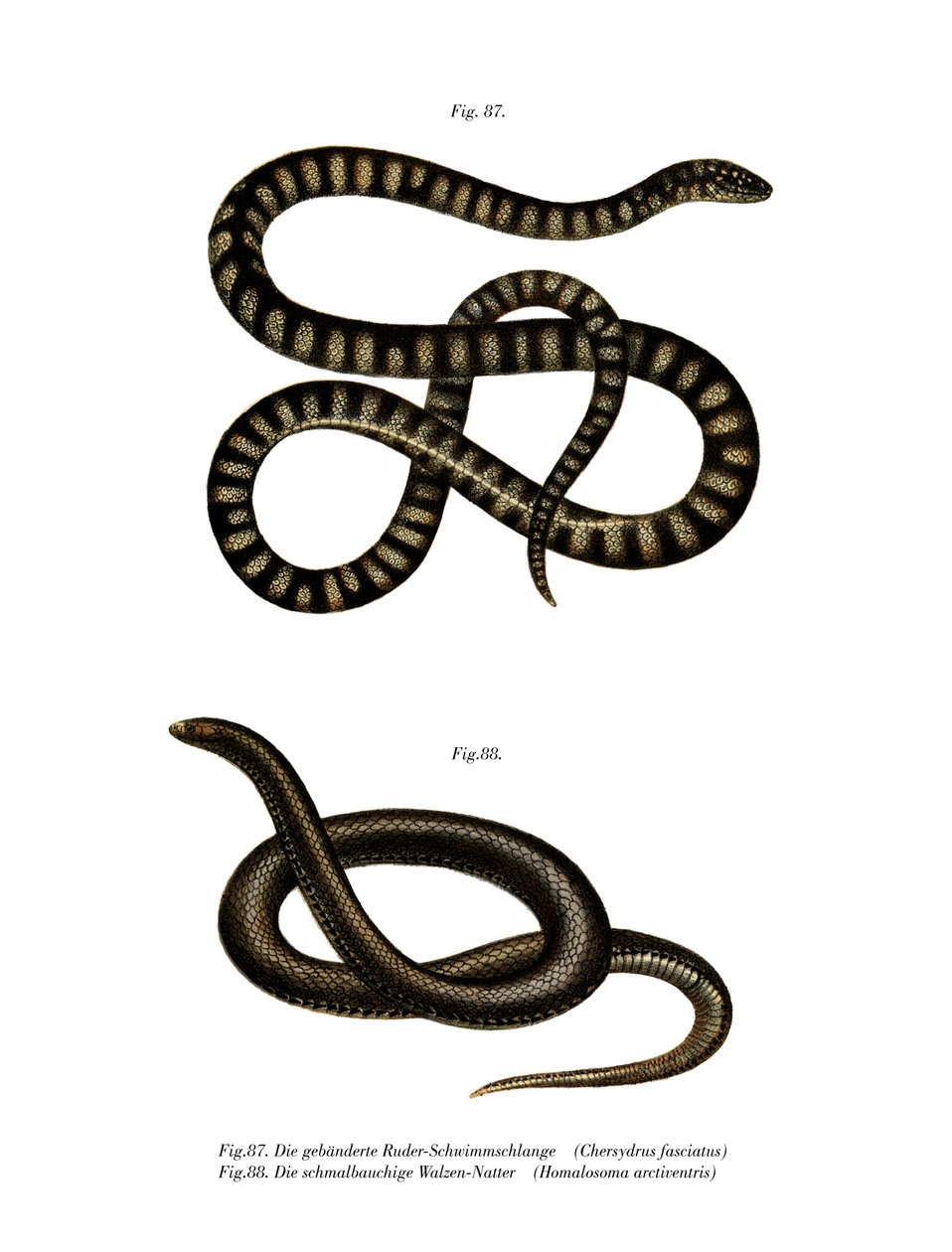 Little File Snake (kolor lito) autorstwa German School