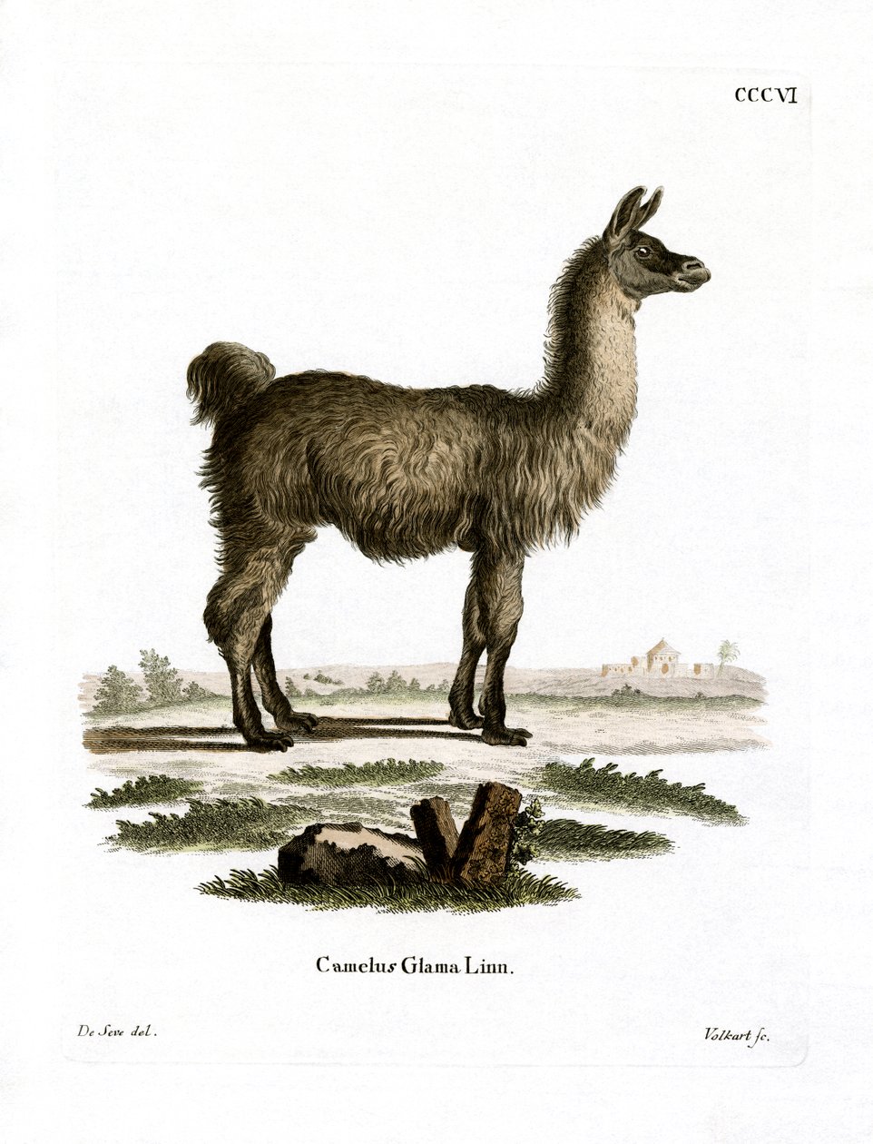 Lama (kolorowy grawer) autorstwa German School