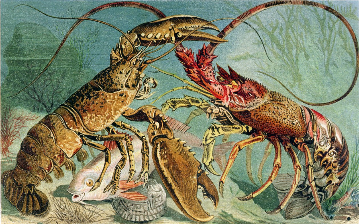Lobster and Spiny Lobster, płyta z Brehms Tierleben: Allgemeine Kunde des Tierreichs, vol.10, s.44, wydana przez Bibliographic Institute, 1893 autorstwa German School