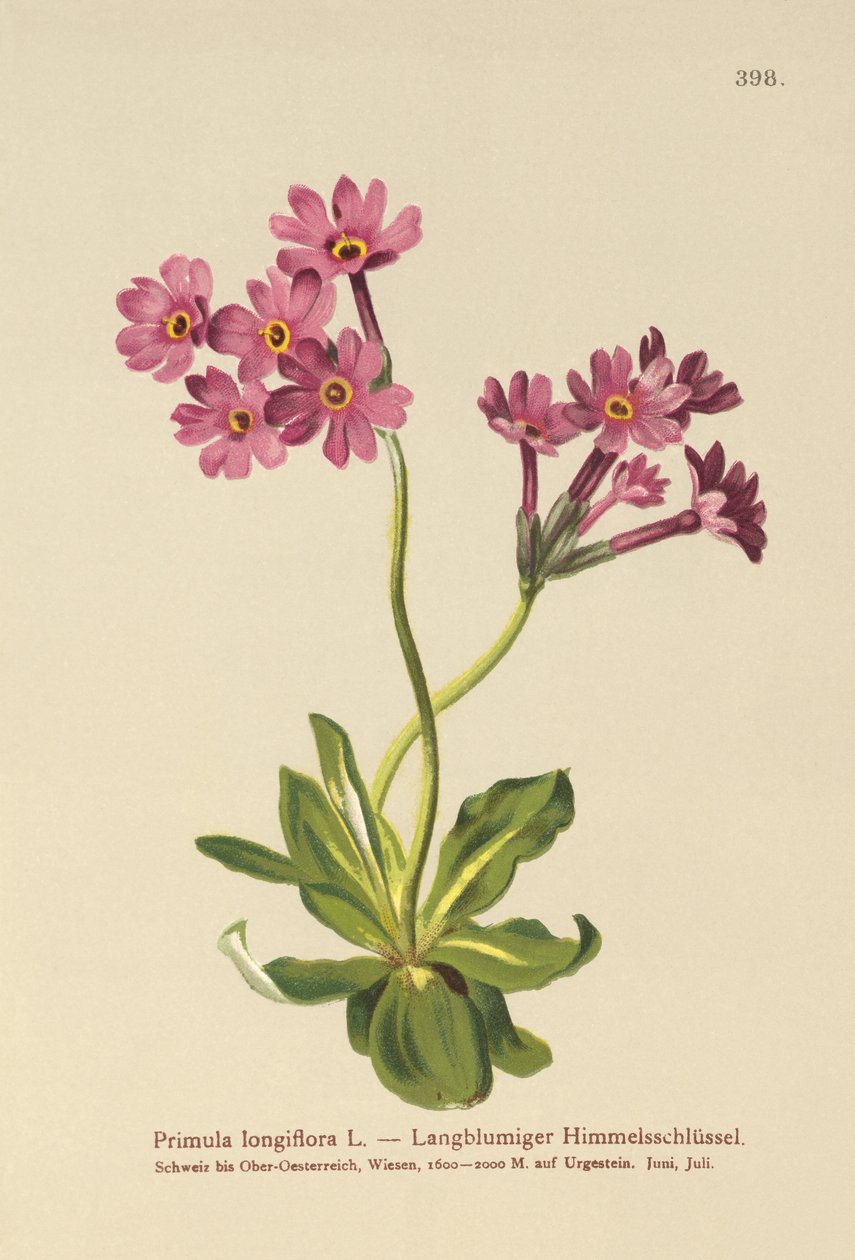 Wiesiołek długokwiatowy (Primula longiflora) autorstwa German School