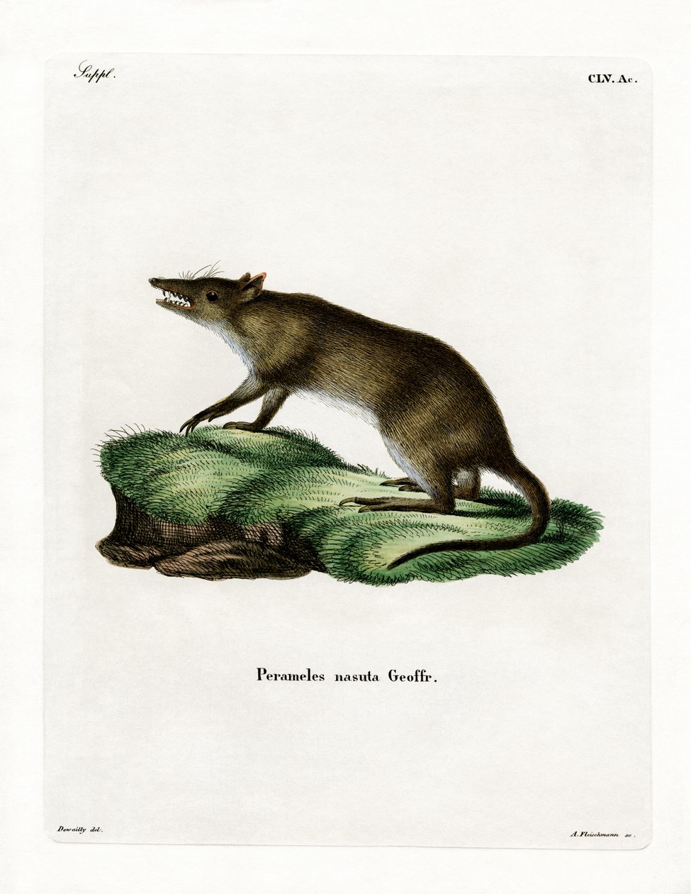 Bandicoot z długim nosem (kolorowy grawerunek) autorstwa German School