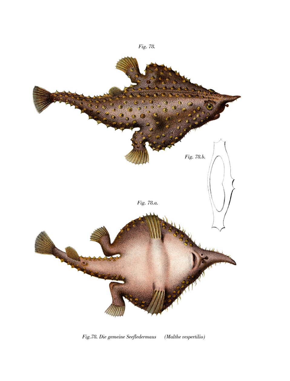 Batfish długonosy (kolor lito) autorstwa German School
