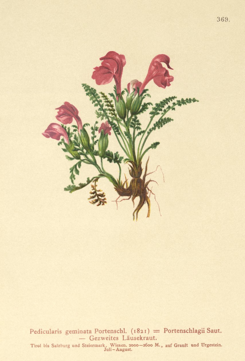 Wszysznica (Pedicularis geminata, Pedicularis Portenschlagii, Pedicularis pumila) autorstwa German School