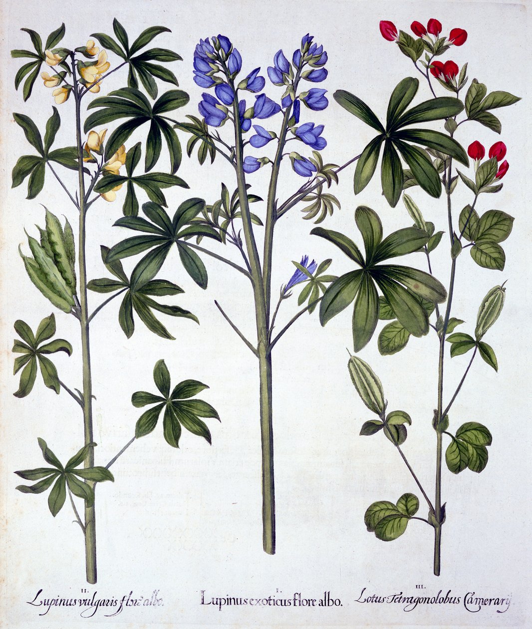 Łubin i groszek czerwonych szparagów, z Hortus Eystettensis, Basil Besler (1561-1629), wyd. 1613 (grawerowanie ręcznie kolorowane) autorstwa German School