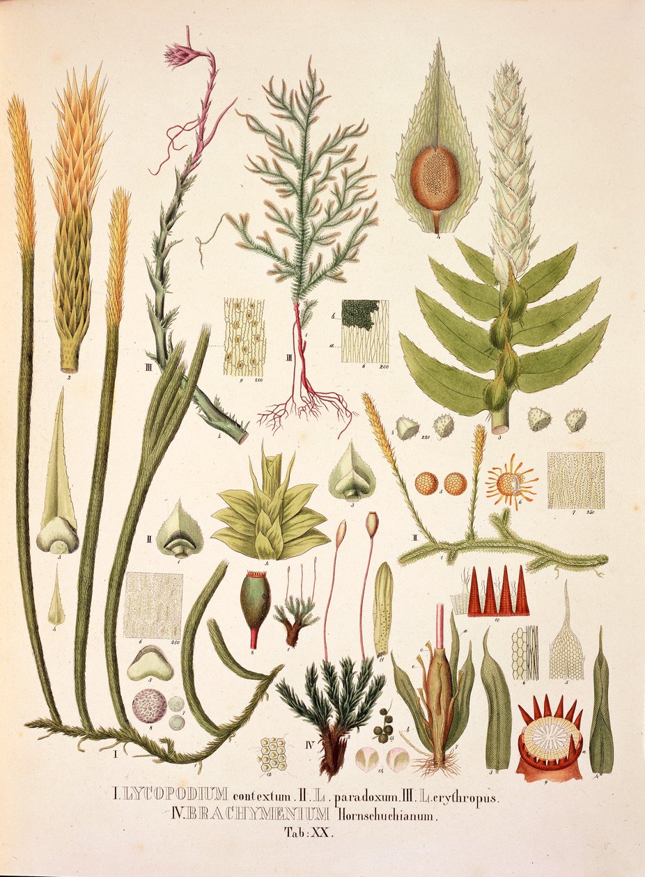 Lycopodium i Brachymenium, tabela XX z 