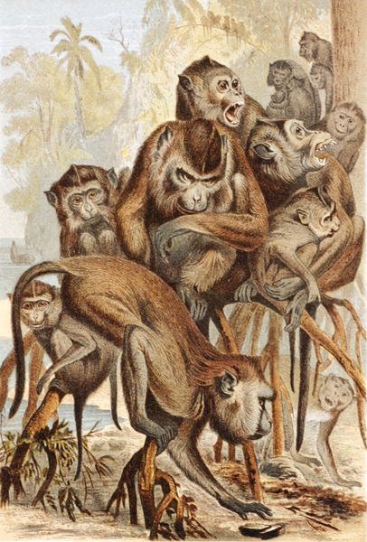 Macacus, płyta z "Brehms Tierleben: Allgemeine Kunde des Tierreichs", vol.1, s.149, wydana przez Bibliographisches Institut autorstwa German School