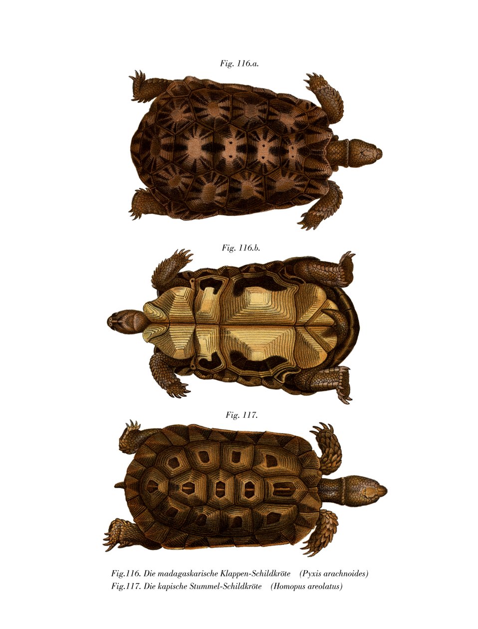 Madagascan Spider Tortoise (kolor lito) autorstwa German School